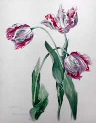 ASTFLACK-VIETZ  Marta (1901-1994): Tulipány.